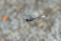 Image of Macrothemis rupicola Rácenis 1957