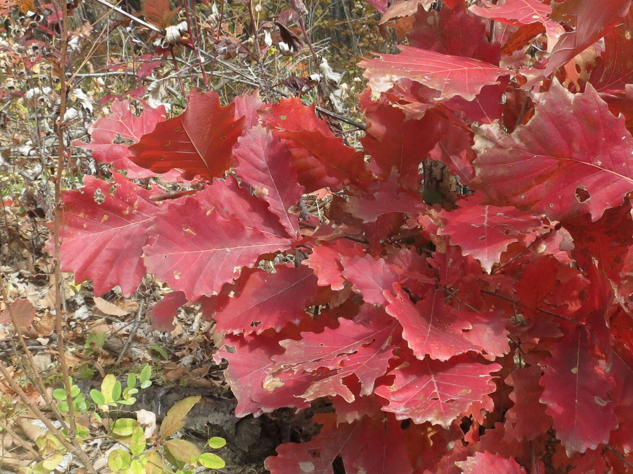 Quercus mongolica Fisch. ex Ledeb. resmi