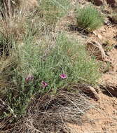 Image of Ipomoea oenotheroides (L. fil.) A. Meeuse & Welman