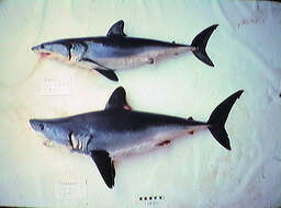 Image of mackerel sharks