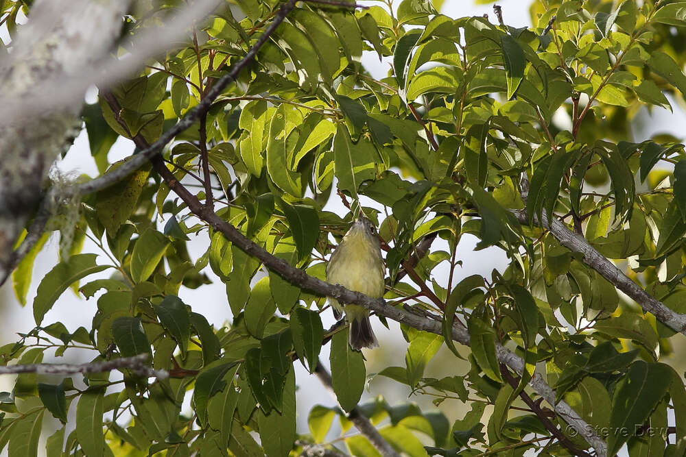 Image of Gerygone palpebrosa flavida Ramsay & EP 1877