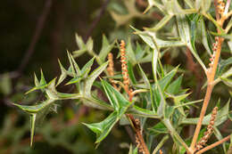 Image of Grevillea ramosissima subsp. ramosissima