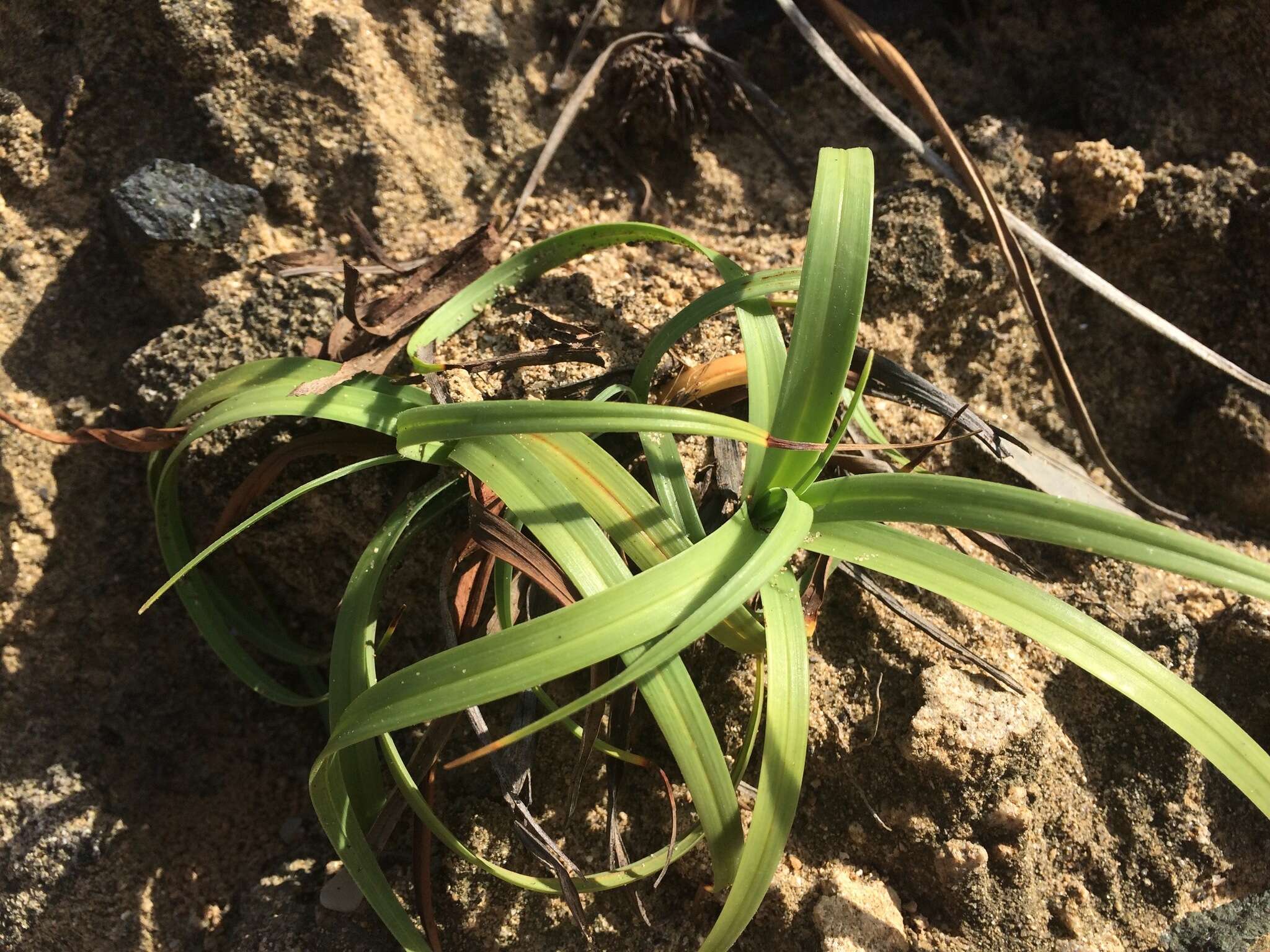 Image of coastal sedge