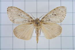 Image of Lymantria grisea Moore 1879