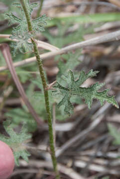 Image of Rusby's globemallow