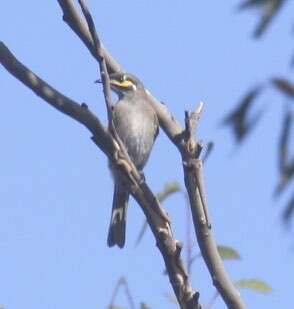 Image of Caligavis Honeyeaters