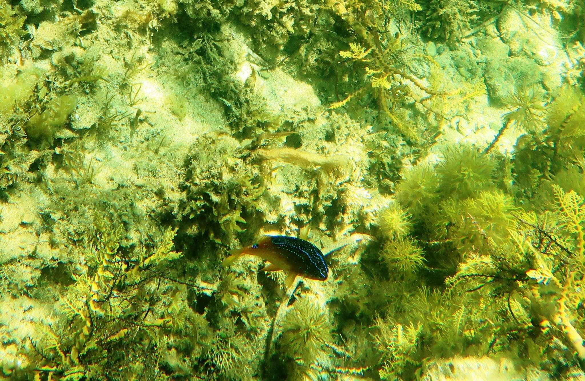 Image of Common scalyfin