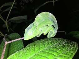 Image of Usambara Three-Horned Chameleon