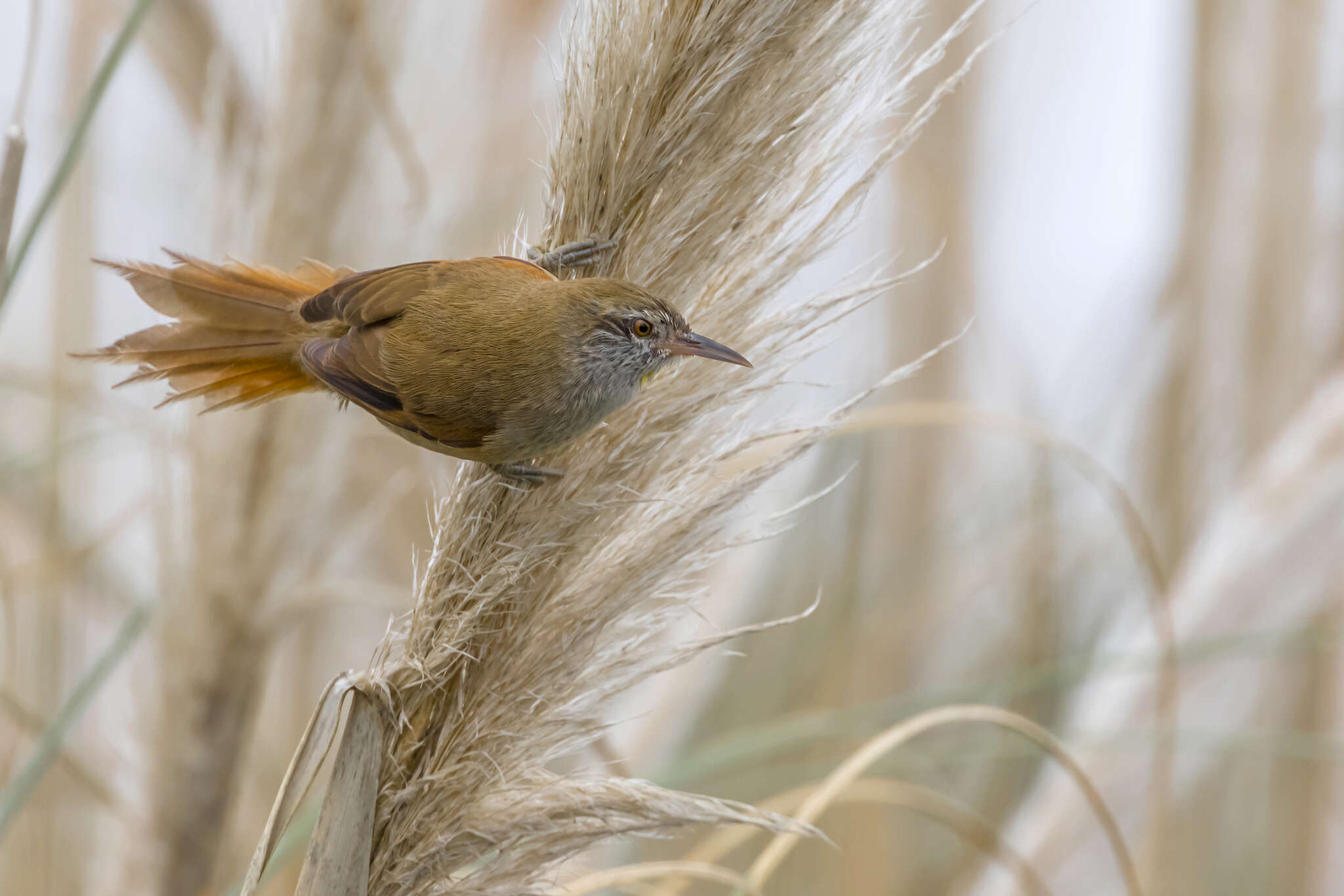 Image of Sulphur-bearded Reedhaunter