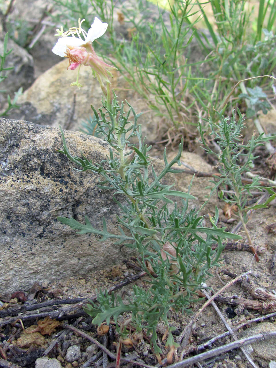 Image of crownleaf evening primrose