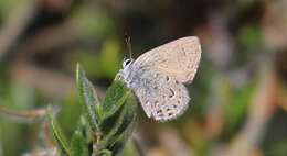 صورة Satyrium behrii (Edwards 1870)