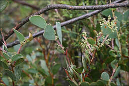 Imagem de Acacia alpina F. Muell.