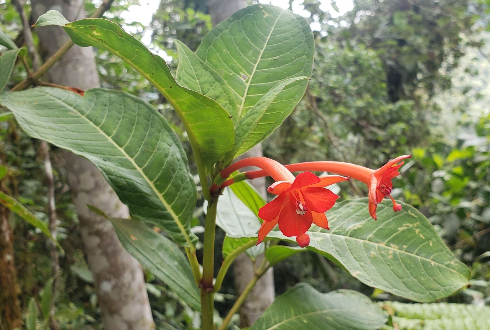 Plancia ëd Fuchsia macrostigma Benth.