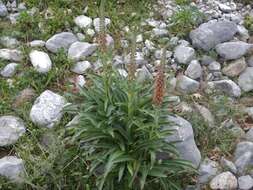 Image of Digitalis parviflora Jacq.