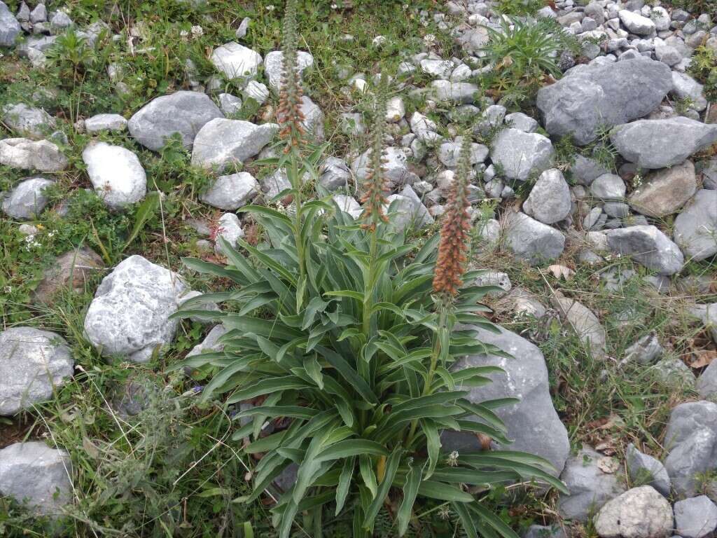 Image of Portuguese Foxglove