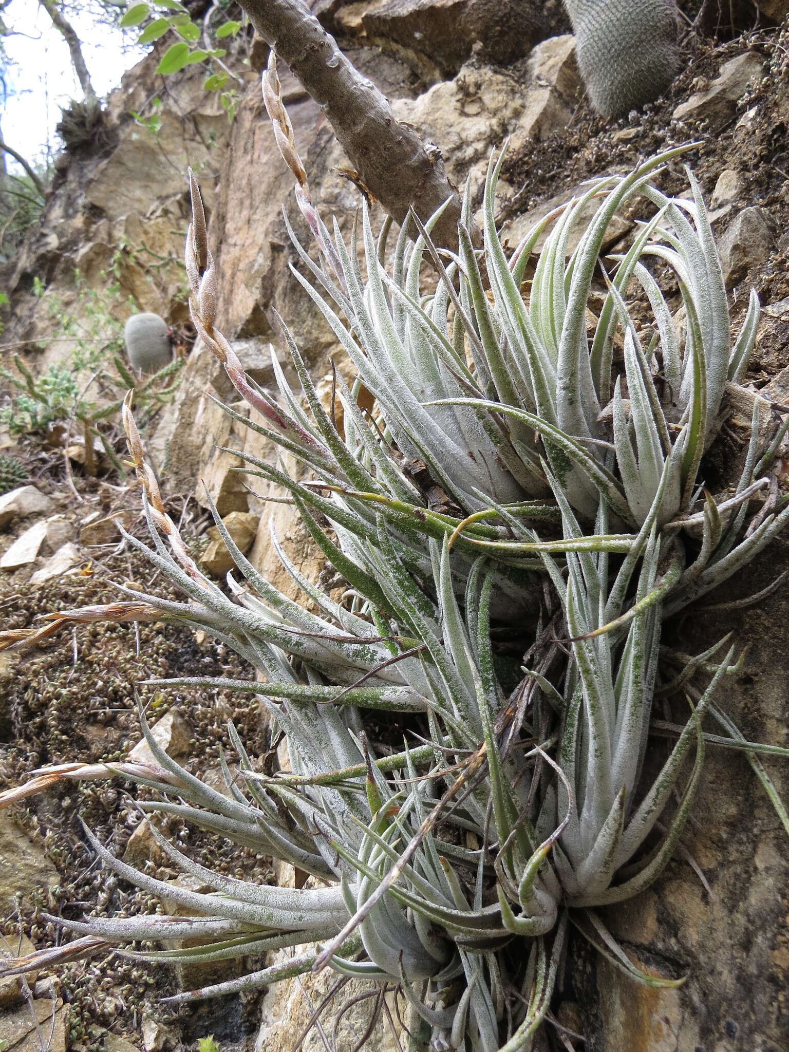 Image of Tillandsia pueblensis L. B. Sm.