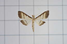 Image of Bradina diagonalis Guenée 1854