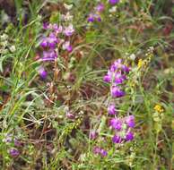 صورة Collinsia heterophylla Buist ex Graham