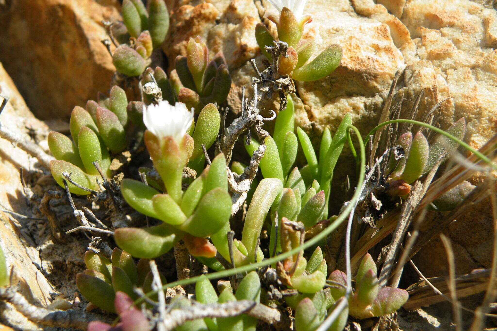 Imagem de Delosperma esterhuyseniae L. Bol.