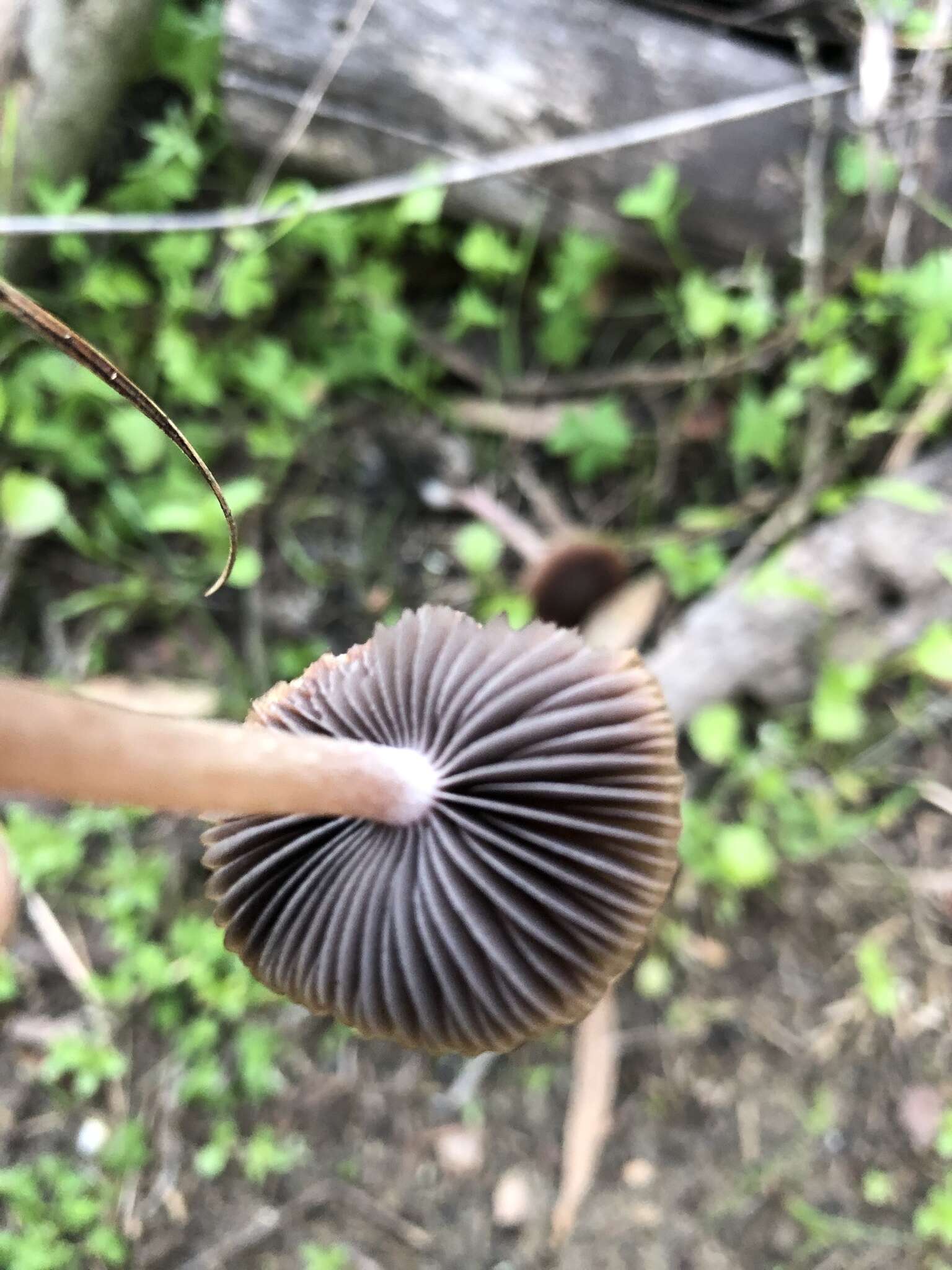 Image of Psathyrella bipellis (Quél.) A. H. Sm. 1946