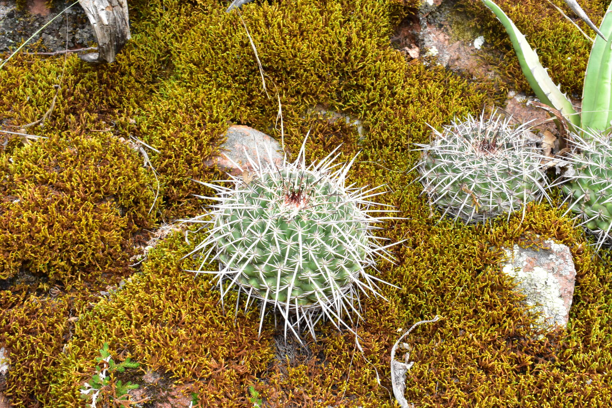 Image de Mammillaria mystax Mart.