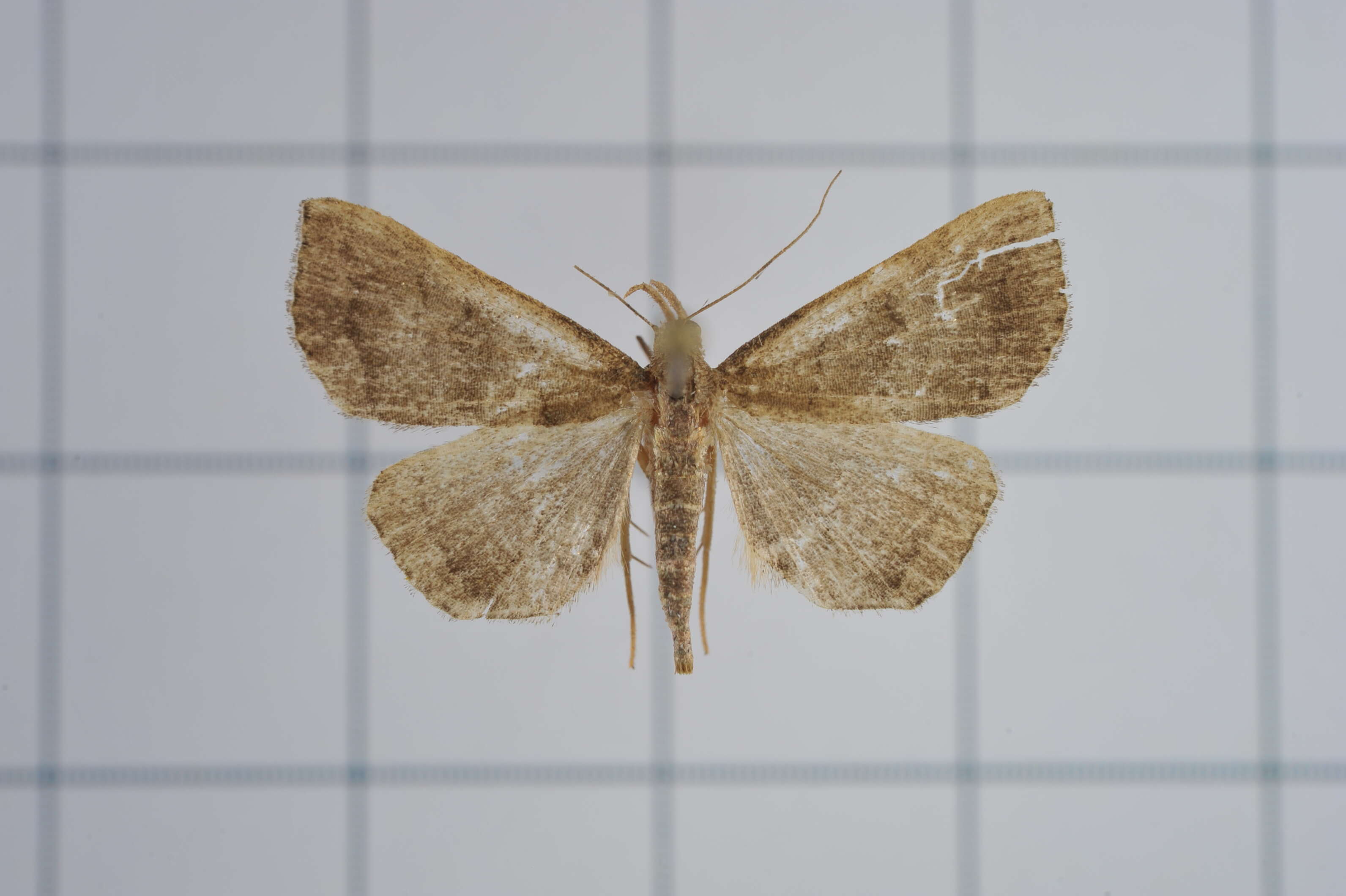 Image of Polypogon vermiculata (Leech 1900)