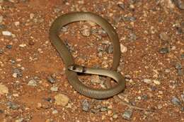 Image of Ringed Brown Snake