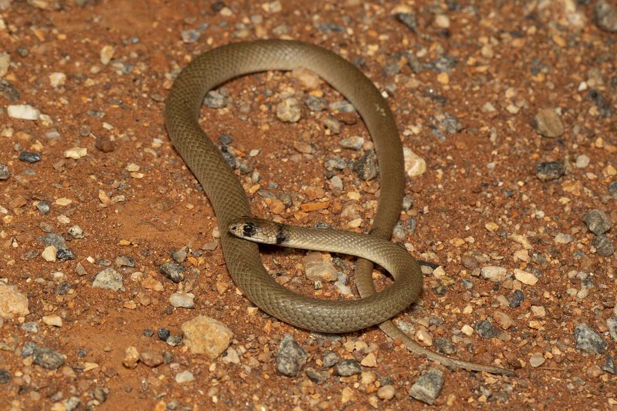 Image of Ringed Brown Snake