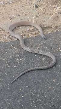 Image of Rufous Beaked Snake