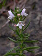 Image of Satureja montana subsp. variegata (Host) P. W. Ball