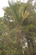 Image of Sierran palm