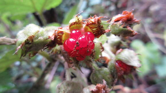 صورة Rubus moluccanus L.