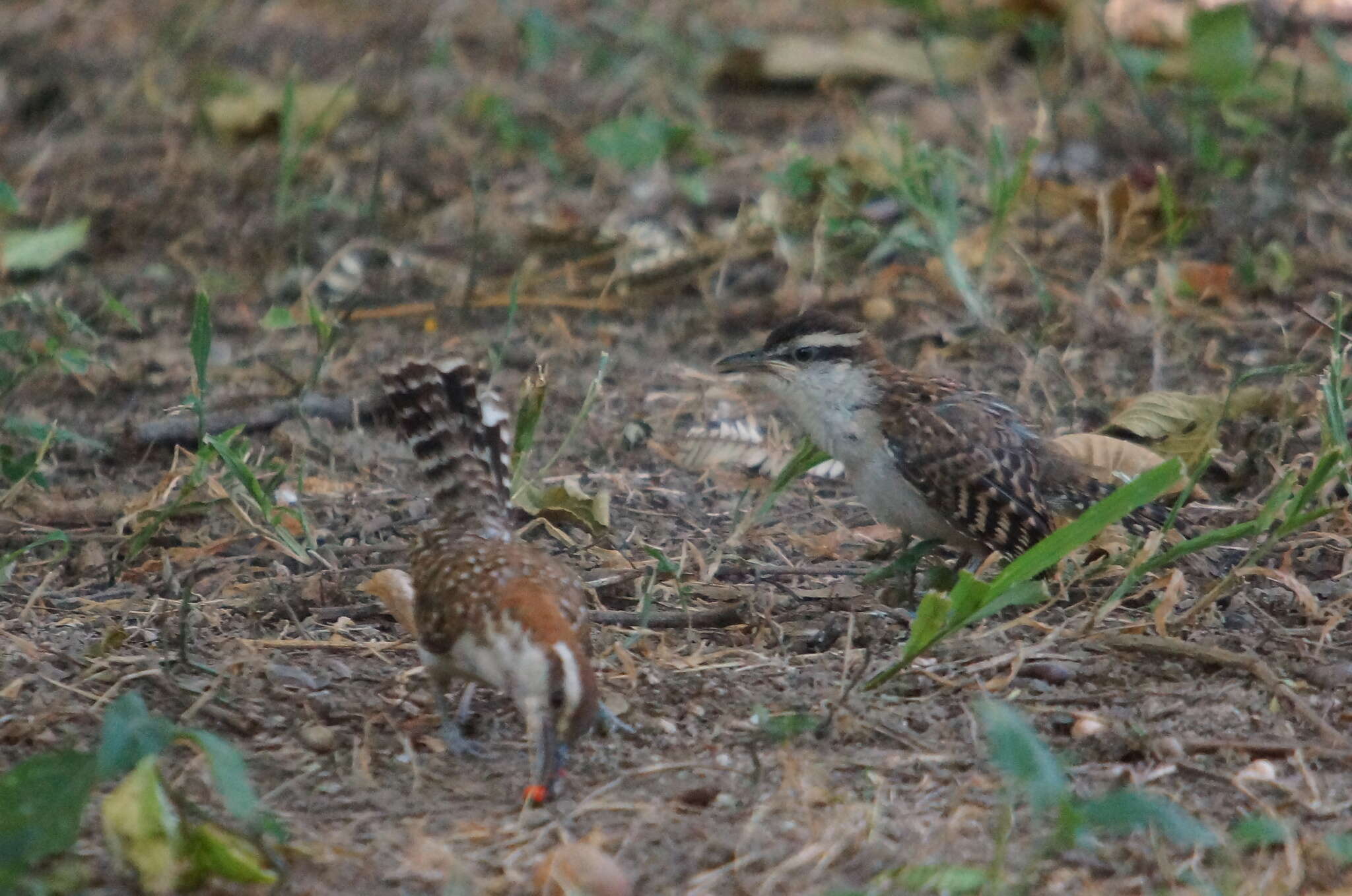 Image of Veracruz Wren