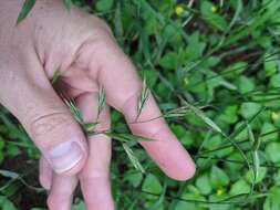 Image de Bromus texensis (Shear) Hitchc.