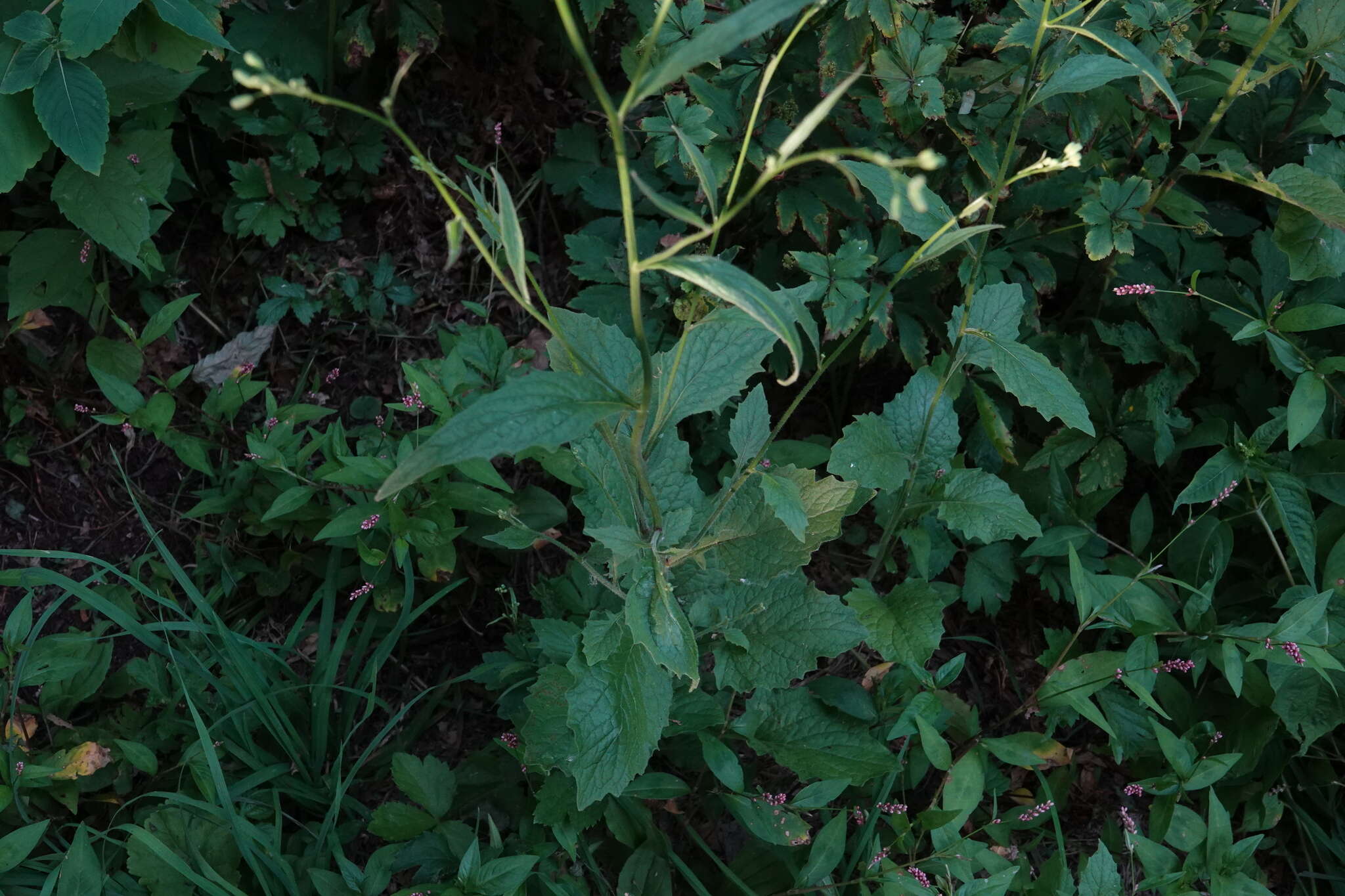 Image of Lapsana communis subsp. communis