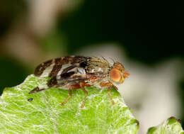 Image of Oedosphenella canariensis (Macquart 1839)