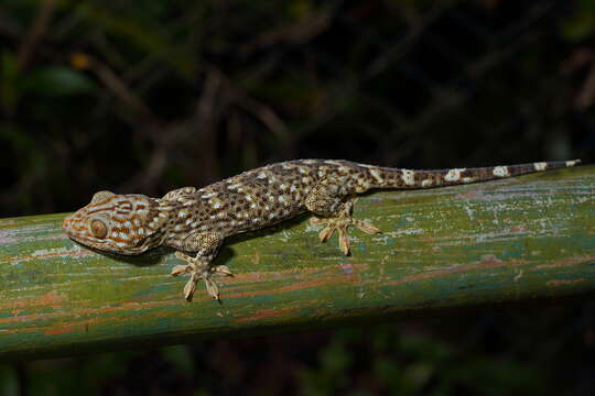 صورة Gekko reevesii (Gray 1831)