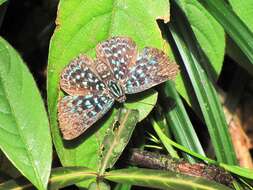 Image of Periplacis pretus