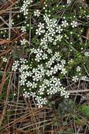 Image of flowering pixiemoss