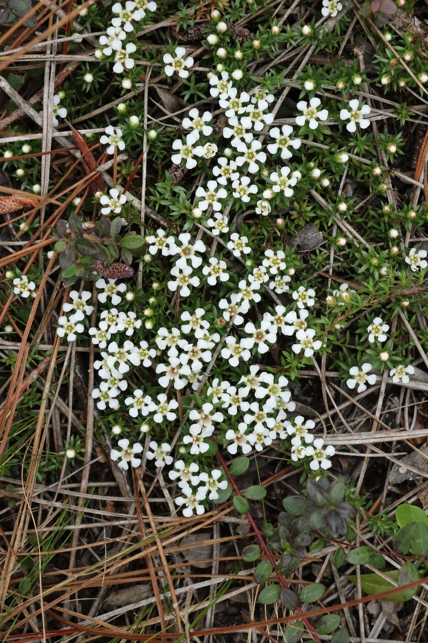 Image of flowering pixiemoss