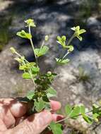 Image of Curtiss' lespedeza