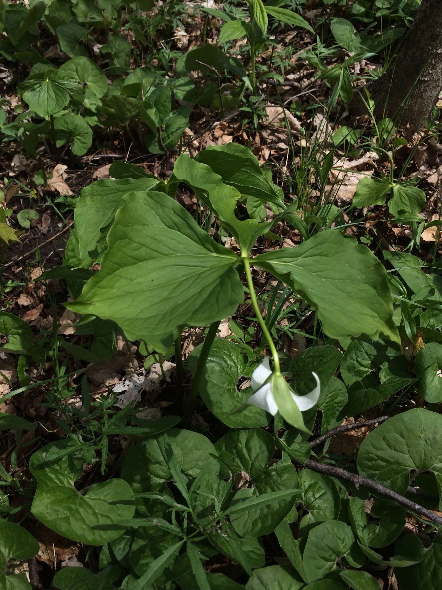 Imagem de Trillium flexipes Raf.