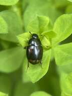 Image of Dung beetle