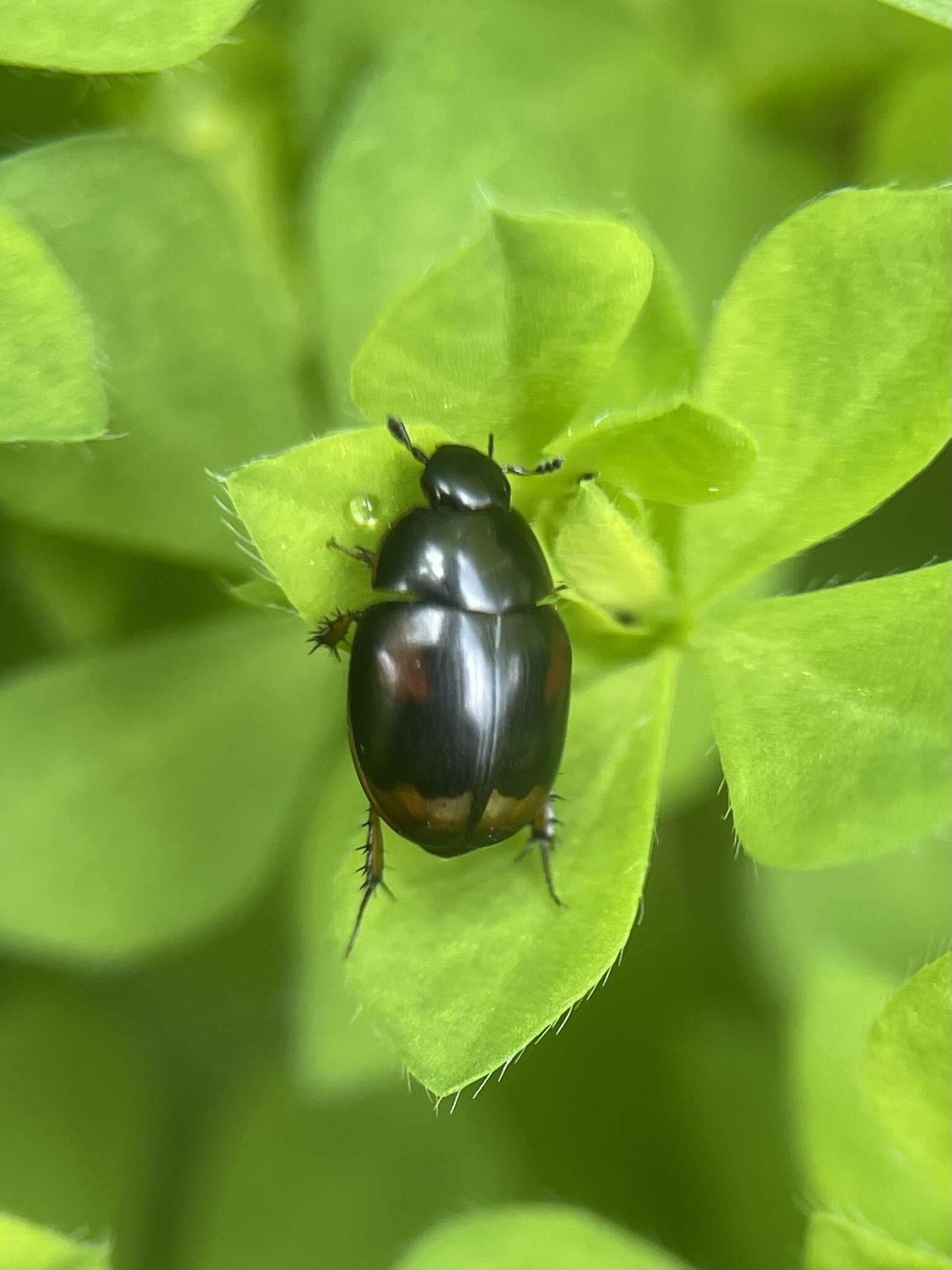 Image of Dung beetle