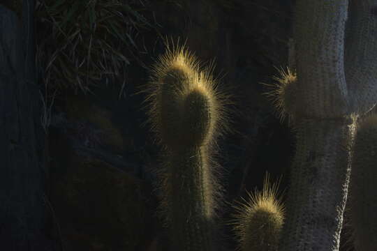 Echinopsis chiloensis subsp. skottsbergii (Backeb. ex Skottsb.) G. J. Charles resmi