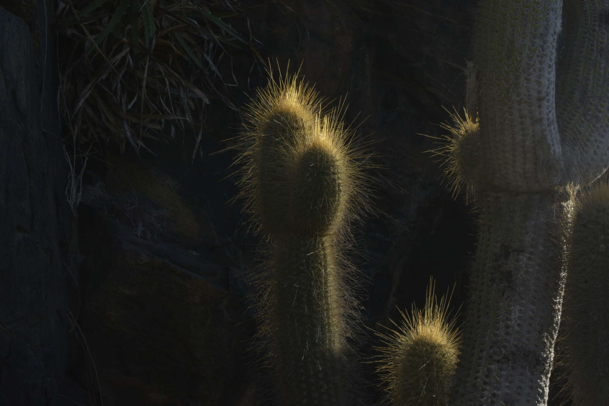 Image of Echinopsis chiloensis subsp. skottsbergii (Backeb. ex Skottsb.) G. J. Charles