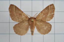 Image of lackey moth