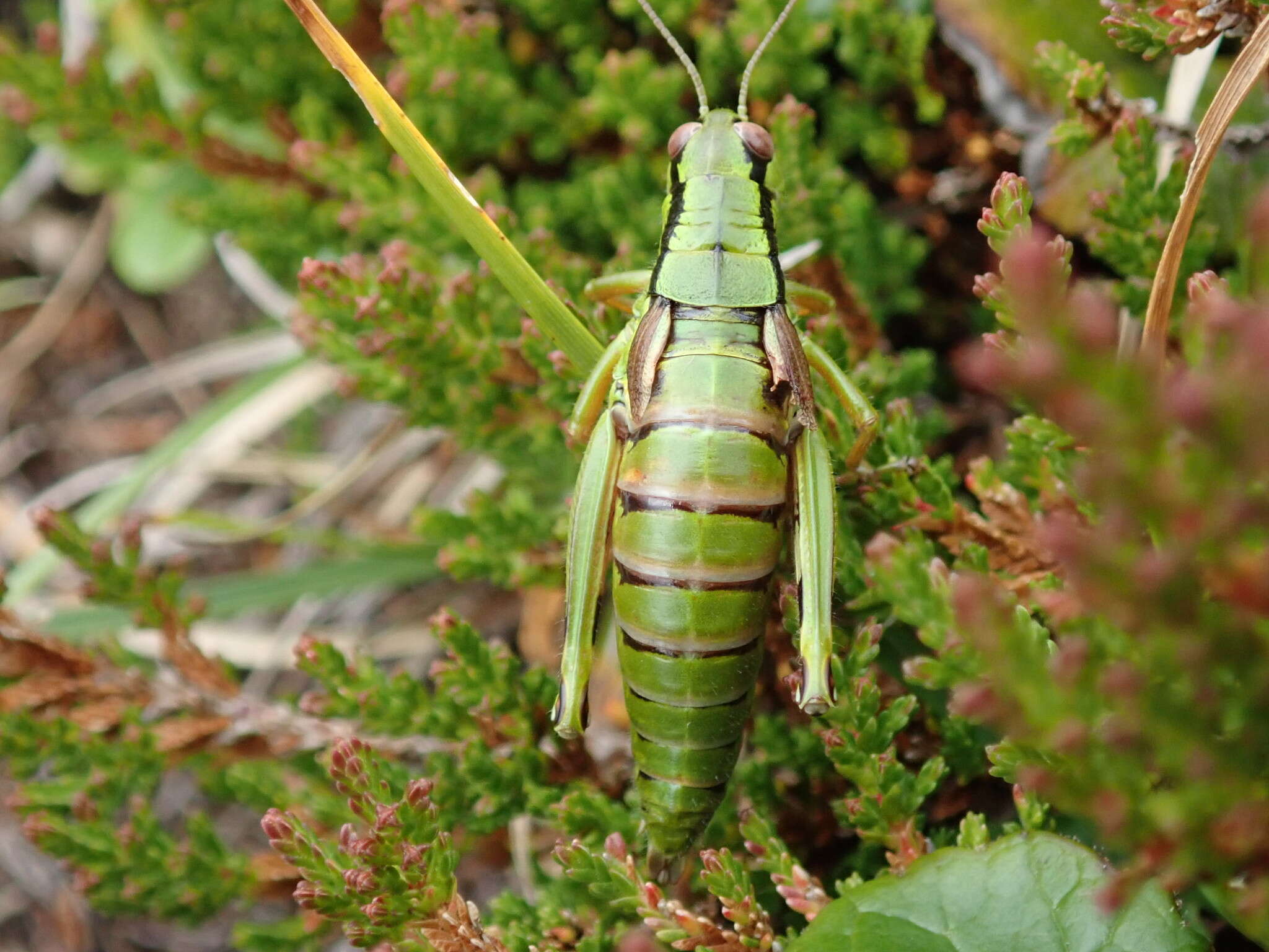 صورة Miramella (Kisella) carinthiaca (Obenberger 1926)