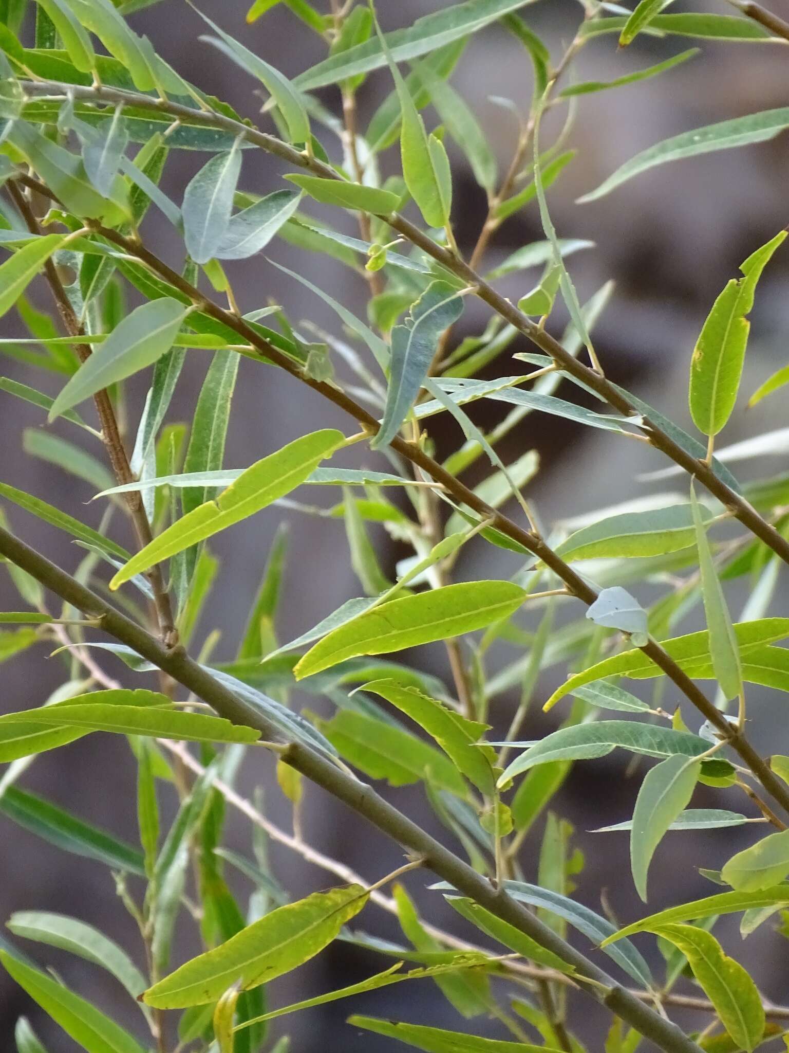 Image of red willow