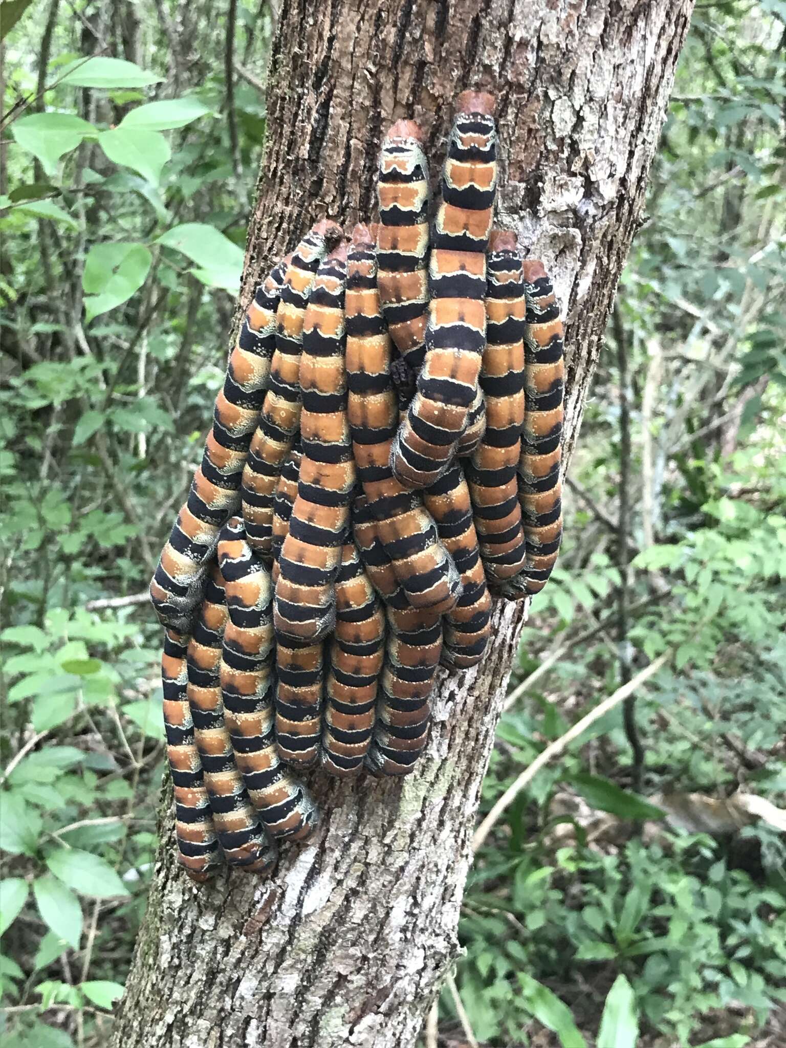 Image of Giant Silk Moth